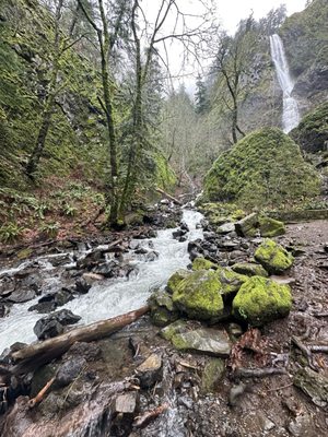 Starvation Creek Falls by null