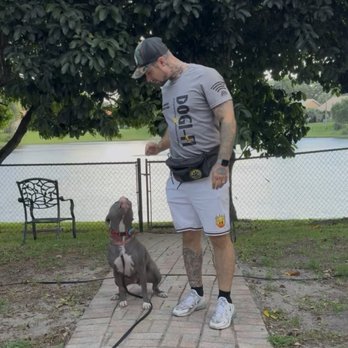 Dogifi Dog Training - Kitty in sit position - Pet Training Near Me - Pompano Beach, Florida Dogifi Dog Training - Kitty in sit position - Pet Training Near Me - Pompano Beach, Florida
