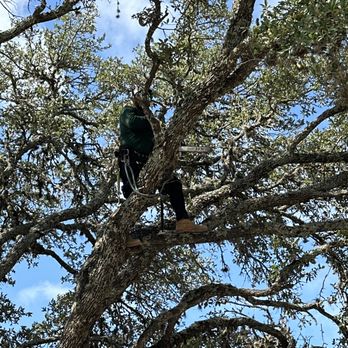 Sunset Tree Services - Tree Services Near Me Sunset Tree Services - Tree Services Near Me