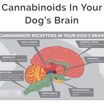 Gravity Oxygen & CBD - CBD is great for pets! - Oxygen Bars Near Me - Melbourne, Florida