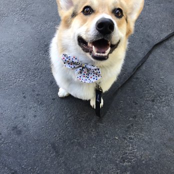 Ann's Pet Grooming - Pet Groomers Near Me - Brea, California