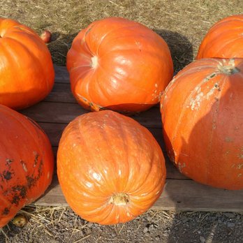 Homestead Farm - Giant pumpkins! - Fruits & Veggies Near Me - Poolesville, Maryland