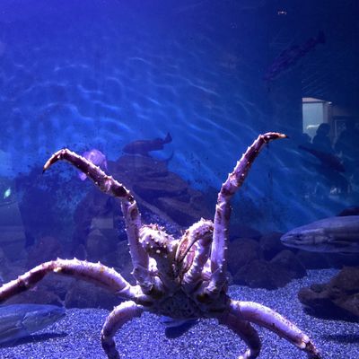Alaska SeaLife Center by null