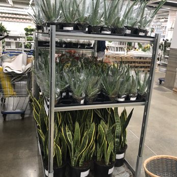 IKEA - Current stock aloe, snake plants - Desserts Near Me - North York, Ontario IKEA - Current stock aloe, snake plants - Desserts Near Me - North York, Ontario
