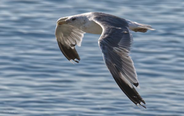 Deception Pass State Park by null