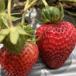 Monterey Bay Farms Organic