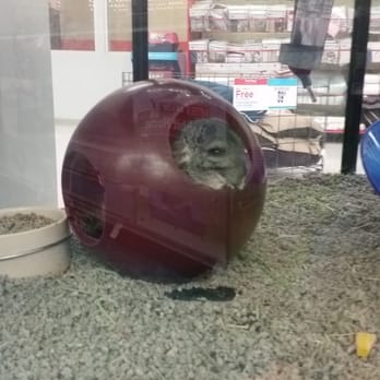 Petco - Him at the pet store before I bought him after his cage mate died - Pet Stores Near Me - San Jose, California Petco - Him at the pet store before I bought him after his cage mate died - Pet Stores Near Me - San Jose, California