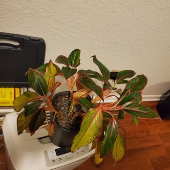 The Eden Plants - The colors! - Nurseries & Gardening Near Me - Fort Lauderdale, Florida