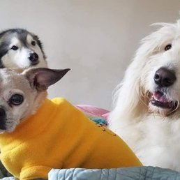 Queen Stella who passed away recently but had great vet care in California and at Crossroads throughout her almost 19 years Queen Stella who passed away recently but had great vet care in California and at Crossroads throughout her almost 19 years