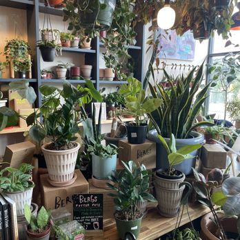 The Greenhouse Bar - Plants galore - Coffee & Tea Near Me - Jacksonville, Florida The Greenhouse Bar - Plants galore - Coffee & Tea Near Me - Jacksonville, Florida