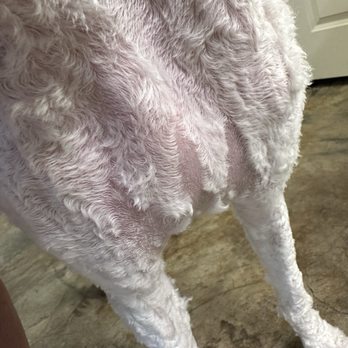 PetSmart - Why????? Who did we have grooming this day? - Pet Training Near Me - Monroe, Louisiana PetSmart - Why????? Who did we have grooming this day? - Pet Training Near Me - Monroe, Louisiana