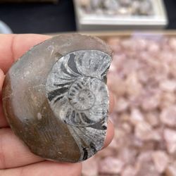 Pueblo Gem & Mineral Show