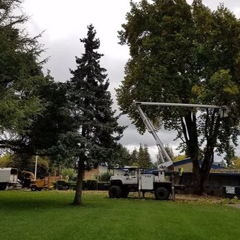 Mike's Tree Service - Tree Services Near Me - Napa, California