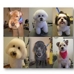 Glamour Dogs Salon - Some of Our 4 Legged Friends