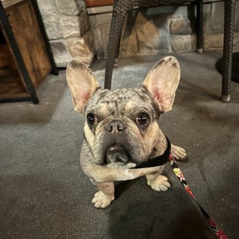 Olea, Cellar. Craft. Cook. - Was able to have a pup with us in the patio area - Seafood Near Me - Newport Beach, California