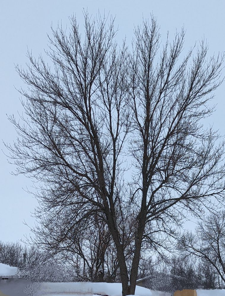 Gray V Tree - tree service in Sioux Falls, SD