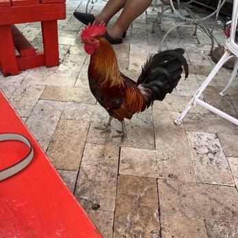 Frita's - Resident rooster - Cuban Near Me - Key West, Florida Frita's - Resident rooster - Cuban Near Me - Key West, Florida