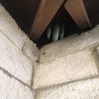 AZ Bee Kings - The bee hive after only 2 days! - Pest Control Near Me