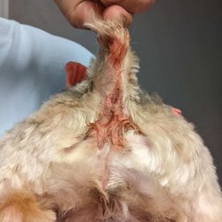 Rub A Dub Dogs Pet Grooming