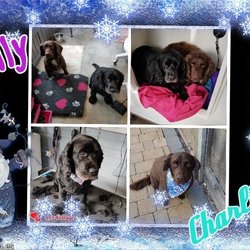 Charlie & Molly are the most loving & duo.  Their owners can't believe how happy & relaxed they are when they visit me xx