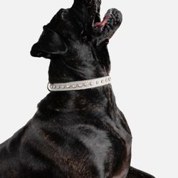 Four Paws Pet Photography
