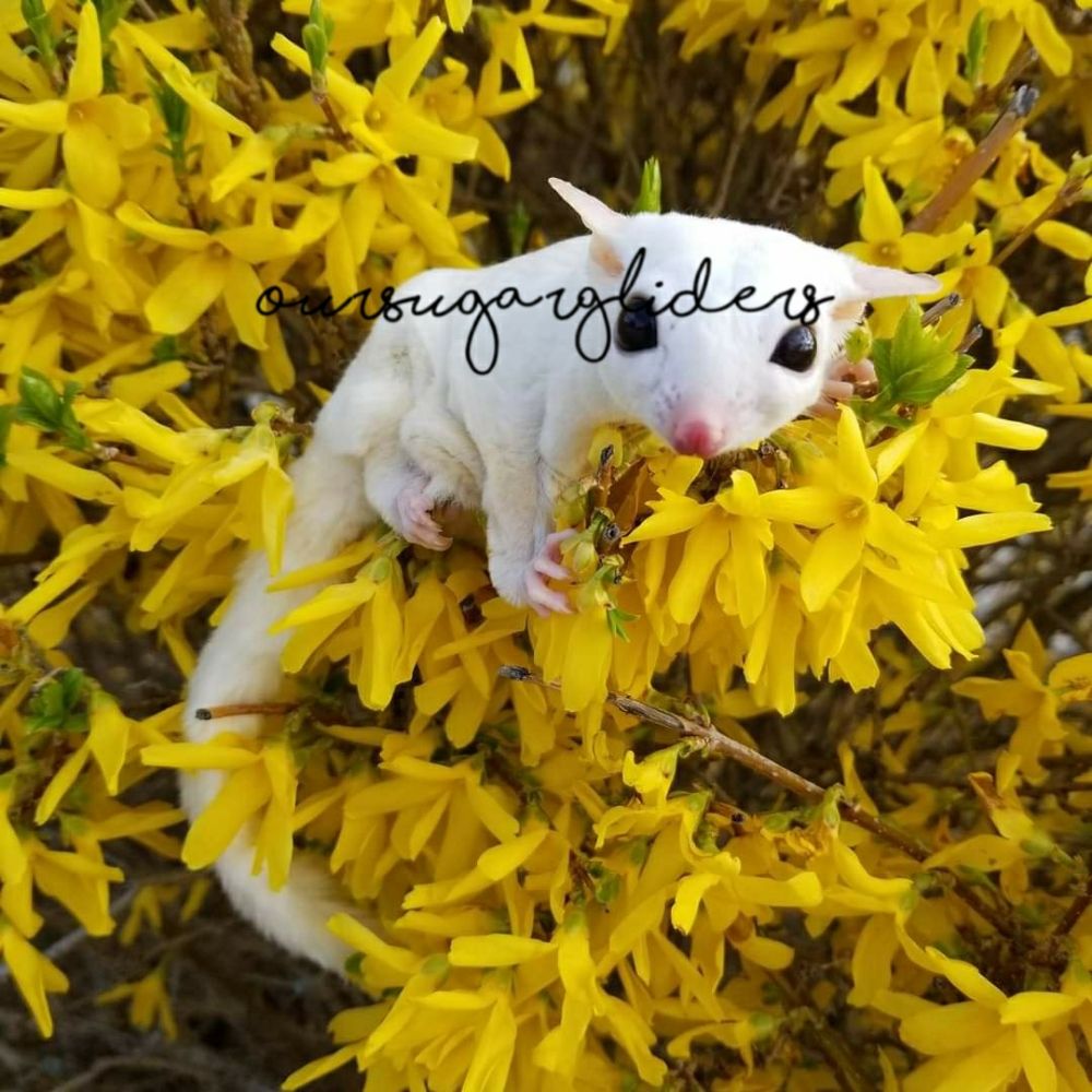 OUR SUGAR GLIDERS 20 Photos Raymond, New Hampshire Pet Adoption