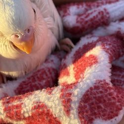 Grace St Paul's Episcopal Church - Close-up of the only baby chick in attendance