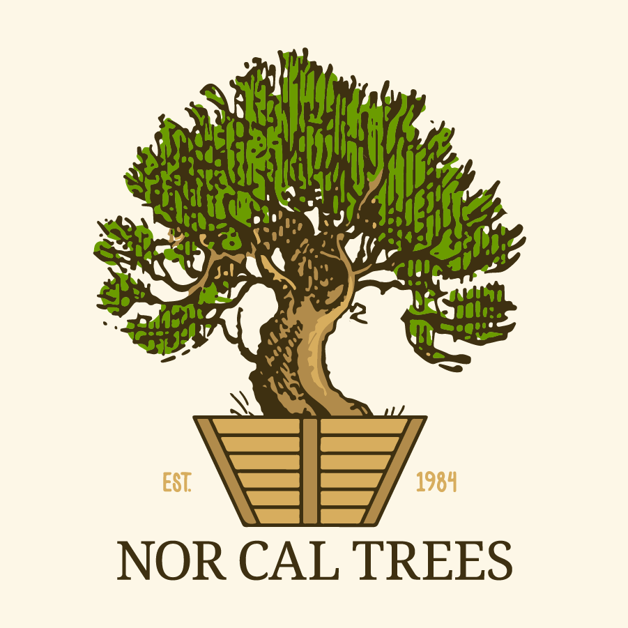 NOR CAL TREES & LARGE OLIVE TREES Updated October 2024 35 Photos
