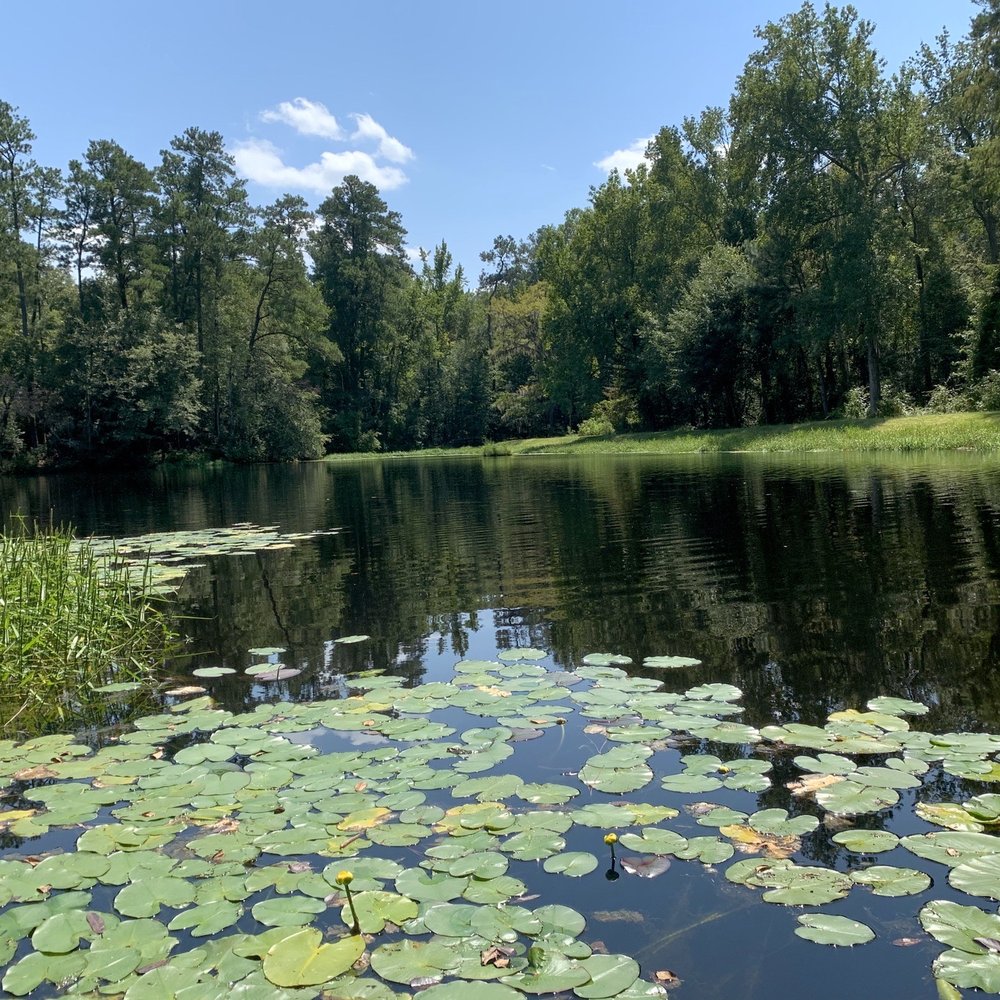 Poinsett State Park - Idyllic setting for a solitary, romantic or family experience. - Parks Near Me - Wedgefield, South Carolina Poinsett State Park - Idyllic setting for a solitary, romantic or family experience. - Parks Near Me - Wedgefield, South Carolina