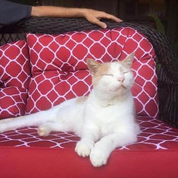 Hillside Veterinary Clinic - Regal Cat - Veterinarians Near Me - Dallas, Texas