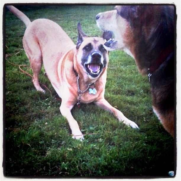 BEST FRIENDS PET CARE Updated September 2024 3882 Main St