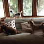 Photo of Speedy's Pet Care