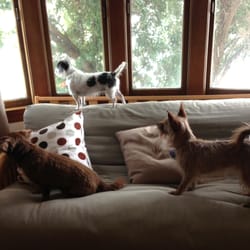 Speedy's Pet Care - Our 2 dogs hanging out & checking things out along with Rizzo, one of Andrea's dogs. (This was one of the photos sent via text.)