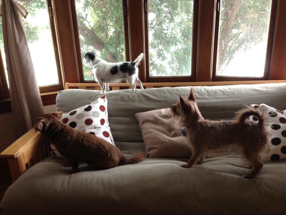 Speedy's Pet Care - pet boarding facility in San Francisco, CA