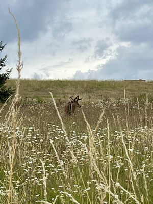 Powell Butte Nature Park by null