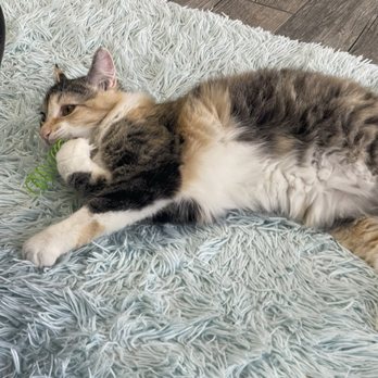 PHX Cat Cafe - Pet Adoption Near Me - Phoenix, Arizona