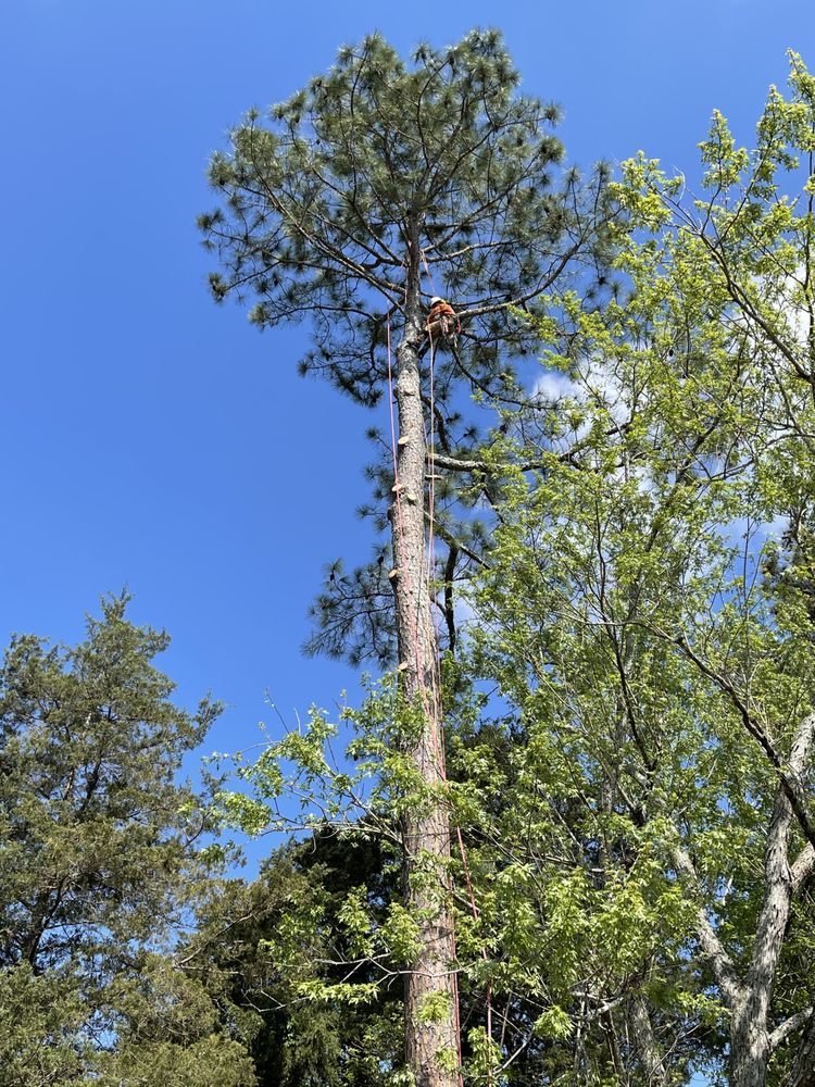 Echo Professional Tree Services - tree service in Huntsville, AL