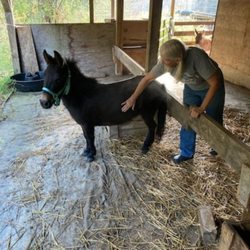 Kellogg's Alpacas - Gus, The mini mule
