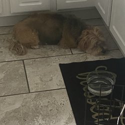 Cranston Animal Hospital - When your dog is in pain