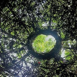 Gold Park - Remember to gaze up at the canopy of trees above the gazebo