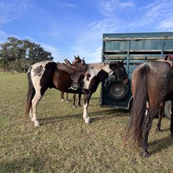 Wagon Wheel Horse Farm