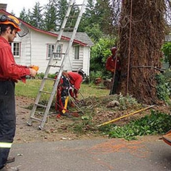 Scotty Tree and Aborist Service - Tree expertise gained from 13 years with the Ministry of Forests as one of the select few hazardous tree removal instructors. - Tree Services Near Me - Victoria, British Columbia Scotty Tree and Aborist Service - Tree expertise gained from 13 years with the Ministry of Forests as one of the select few hazardous tree removal instructors. - Tree Services Near Me - Victoria, British Columbia