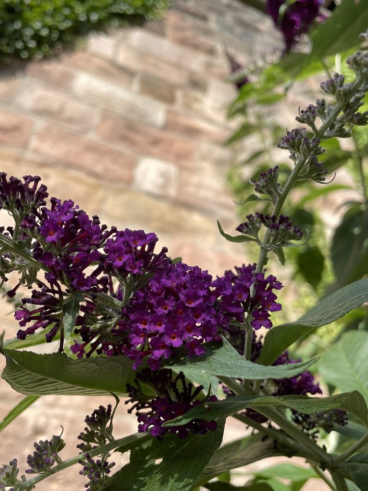 Bürgermeistergarten