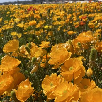 The Flower Fields - Venues & Event Spaces Near Me - Carlsbad, California The Flower Fields - Venues & Event Spaces Near Me - Carlsbad, California