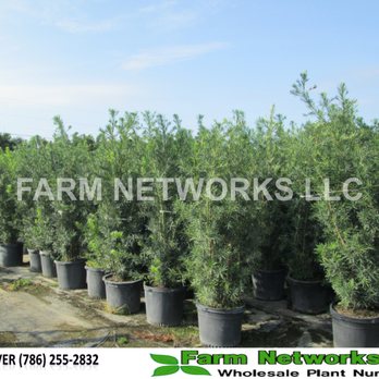 Farm Networks LLC - 15 Gallon Podocarpus - Landscaping Near Me - Miami, Florida Farm Networks LLC - 15 Gallon Podocarpus - Landscaping Near Me - Miami, Florida