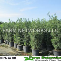 Farm Networks LLC - 15 Gallon Podocarpus