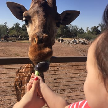 Phoenix Zoo - Giraffe feeding experience $5 - Zoos Near Me - Phoenix, Arizona Phoenix Zoo - Giraffe feeding experience $5 - Zoos Near Me - Phoenix, Arizona
