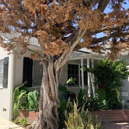 They safely removed our dead juniper tree. They safely removed our dead juniper tree.