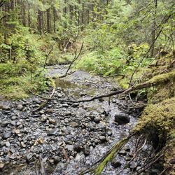 West Glacier Trail - Mendenhall Glacier