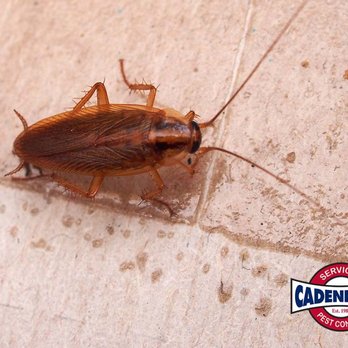 Cadenhead Services Pest Control - Pest Control Near Me - Crestview, Florida